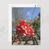 Japanse kwekerij in het Briefkaart Park (Voorkant / Achterkant)