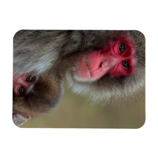 Japanse Macaque Apen Flexibele Magneet (Horizontaal)
