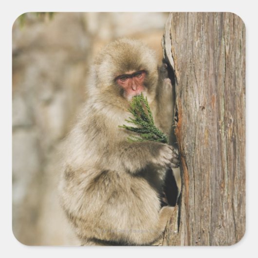 Japanse Macaque klimboom, elastische bladeren Vierkante Sticker (Voorkant)