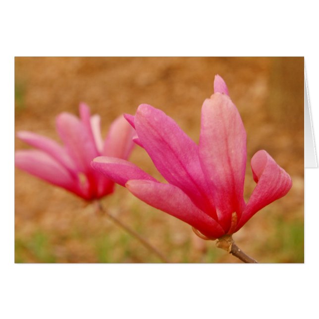 Japanse Magnolia (Voorkant Horizontaal)