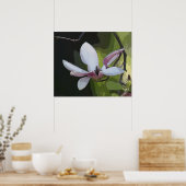 Japanse Magnolia Art Print -24x20 - of kleiner (Keuken)