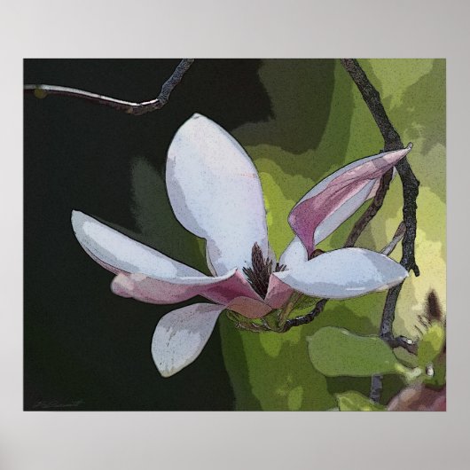 Japanse Magnolia Art Print -24x20 - of kleiner (Voorkant)