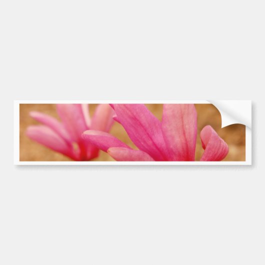 Japanse Magnolia Bumpersticker (Voorkant)