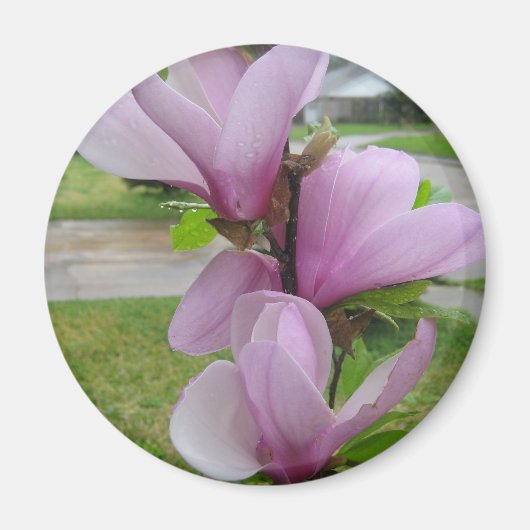 Japanse Magnolia Magneet (Voorkant)