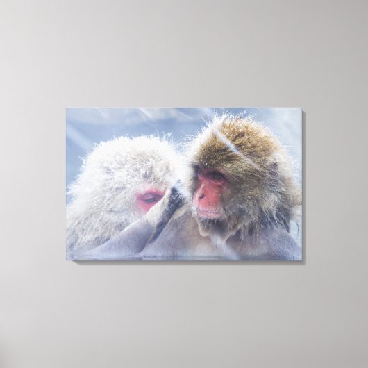 Japanse makaken (Macaca fuscata) Canvas Afdruk (Voorkant)