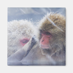 Japanse makaken (Macaca fuscata) Magneet