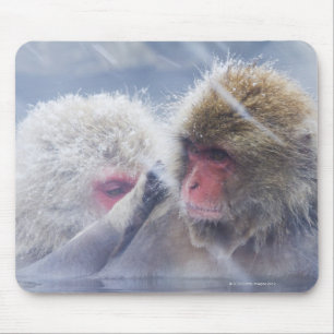 Japanse makaken (Macaca fuscata) Muismat