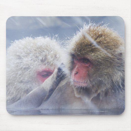 Japanse makaken (Macaca fuscata) Muismat (Voorkant)