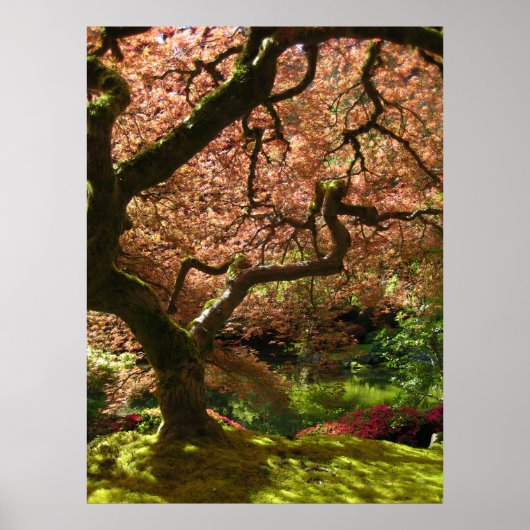 Japanse Maple Acer Palmatum Portland Garden Poster (Voorkant)