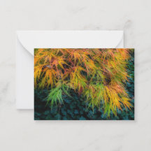 Japanse Maple Autumn Impressions