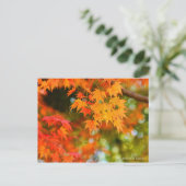 Japanse Maple ［ Briefkaart ］ (Staand voorkant)