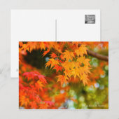 Japanse Maple ［ Briefkaart ］ (Voorkant / Achterkant)