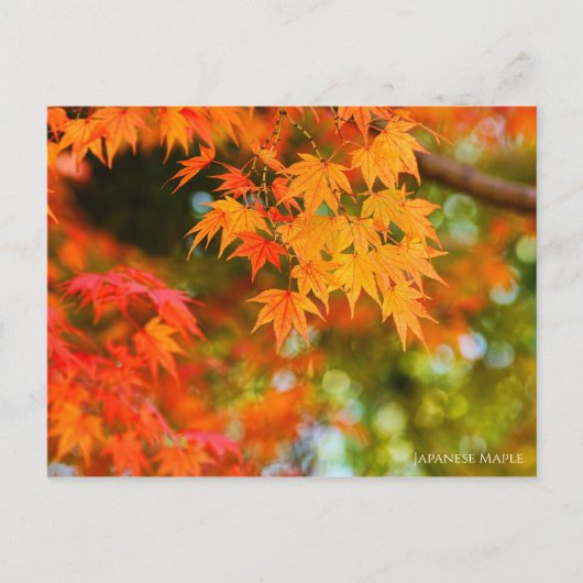 Japanse Maple ［ Briefkaart ］ (Voorkant)