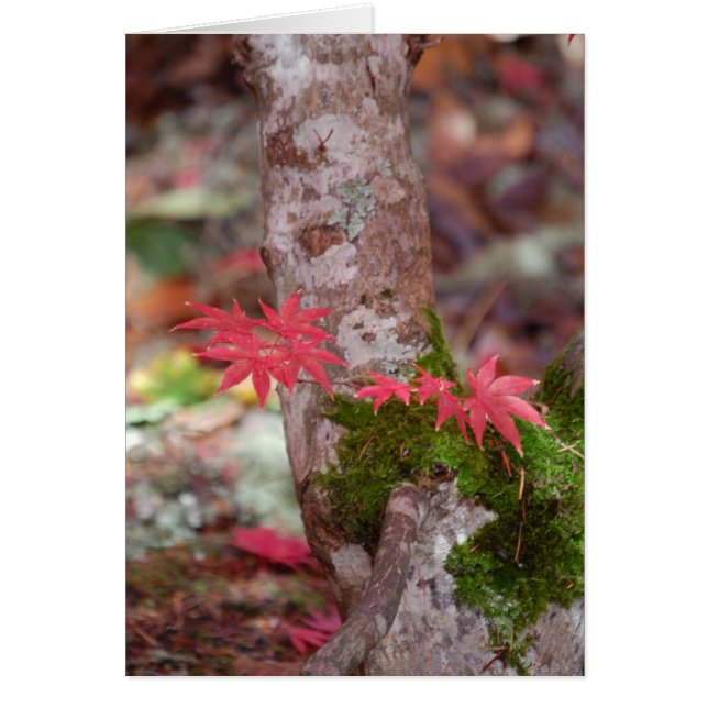 Japanse Maple en Moss (Voorkant)
