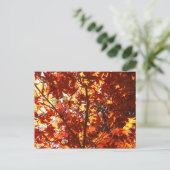 Japanse Maple in de zon Briefkaart (Staand voorkant)