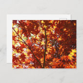 Japanse Maple in de zon Briefkaart (Voorkant / Achterkant)