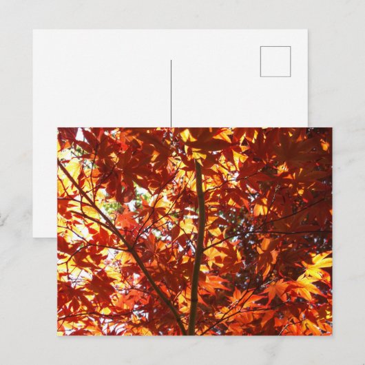 Japanse Maple in de zon Briefkaart (Voorkant / Achterkant)