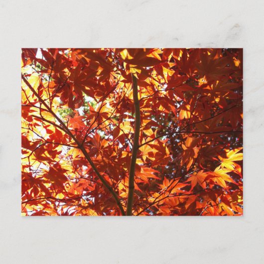 Japanse Maple in de zon Briefkaart (Voorkant)