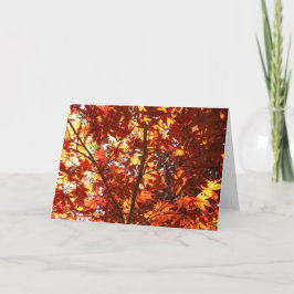 Japanse Maple in de zon Kaart