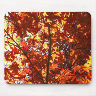Japanse Maple in de zon Muismat