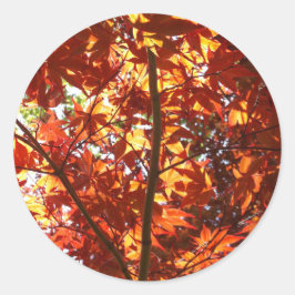 Japanse Maple in de zon Ronde Sticker