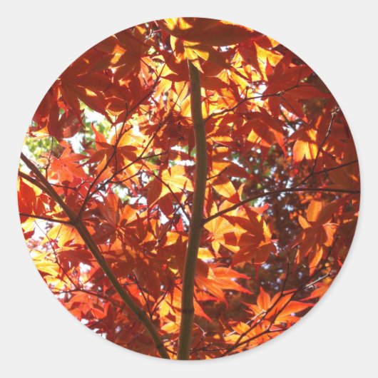 Japanse Maple in de zon Ronde Sticker (Voorkant)