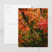 Japanse Maple in Herfst Briefkaart (Voorkant / Achterkant)