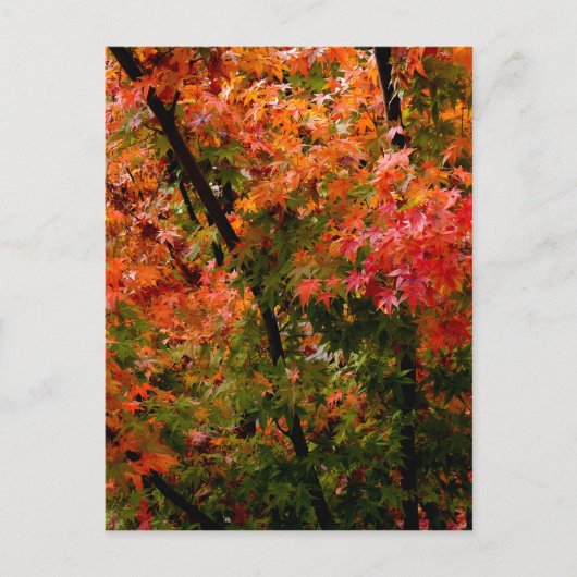 Japanse Maple in Herfst Briefkaart (Voorkant)