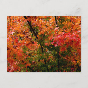 Japanse Maple in Herfst Briefkaart
