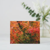 Japanse Maple in Herfst Briefkaart (Staand voorkant)