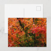 Japanse Maple in Herfst Briefkaart (Voorkant / Achterkant)