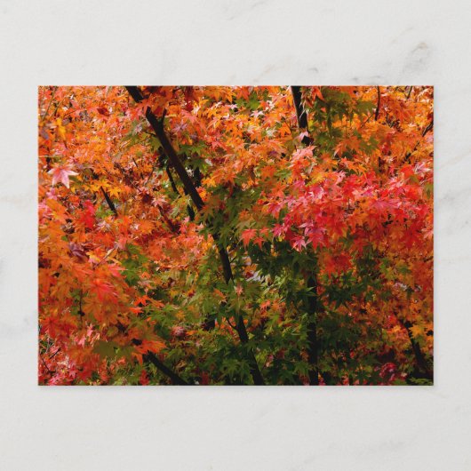 Japanse Maple in Herfst Briefkaart (Voorkant)
