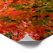 Japanse Maple in Herfst Poster (Hoek)