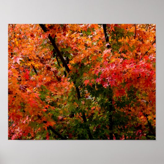 Japanse Maple in Herfst Poster (Voorkant)