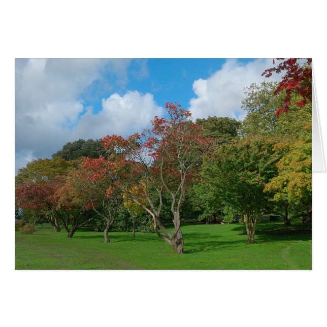 Japanse Maples, Bute Park, Cardiff. (Voorkant Horizontaal)