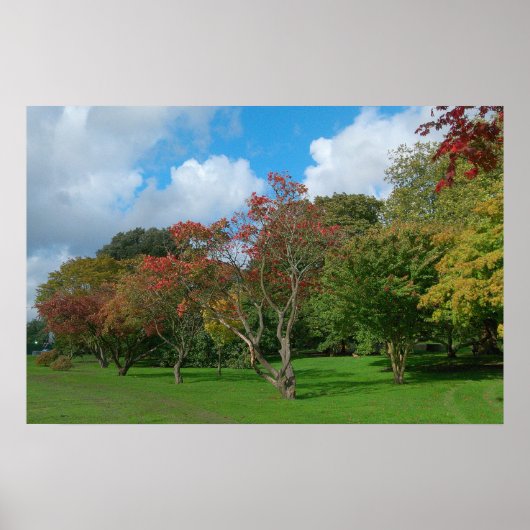 Japanse Maples, Bute Park, Cardiff. Poster (Voorkant)