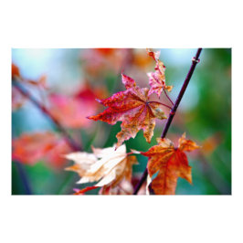 Japanse mazelblad foto afdruk