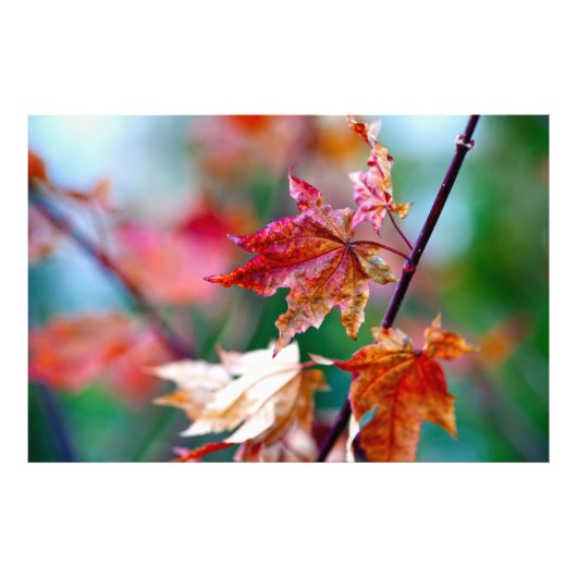 Japanse mazelblad foto afdruk (Voorkant)