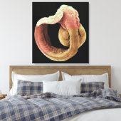 Japanse Medaka Fish embryo Canvas Afdruk (Insitu (Slaapkamer))