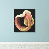 Japanse Medaka Fish embryo Canvas Afdruk (Insitu (Houten vloer))