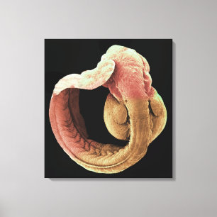 Japanse Medaka Fish embryo Canvas Afdruk