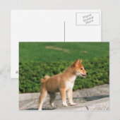 Japanse Midget Shiba 2 Briefkaart (Voorkant / Achterkant)