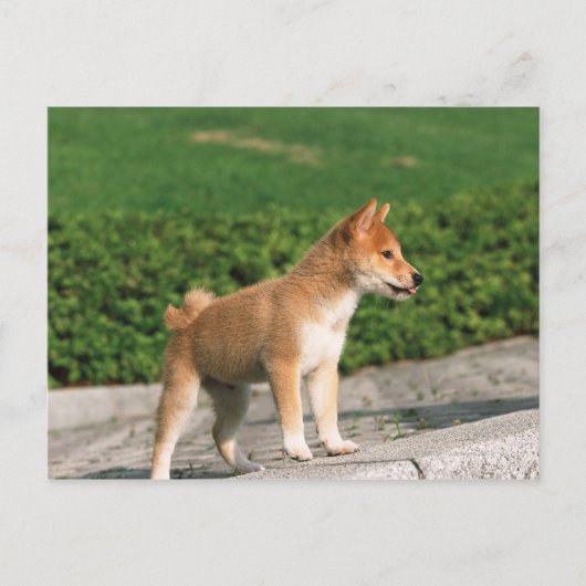 Japanse Midget Shiba 2 Briefkaart (Voorkant)