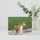 Japanse Midget Shiba 2 Briefkaart (Staand voorkant)