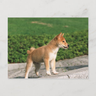 Japanse Midget Shiba 2 Briefkaart