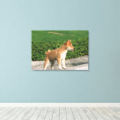 Japanse Midget Shiba 2 Canvas Afdruk (Insitu (Houten vloer))