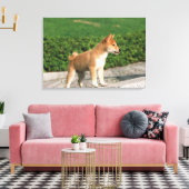 Japanse Midget Shiba 2 Canvas Afdruk (Insitu (Woonkamer))
