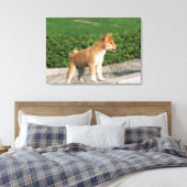 Japanse Midget Shiba 2 Canvas Afdruk (Insitu (Slaapkamer))
