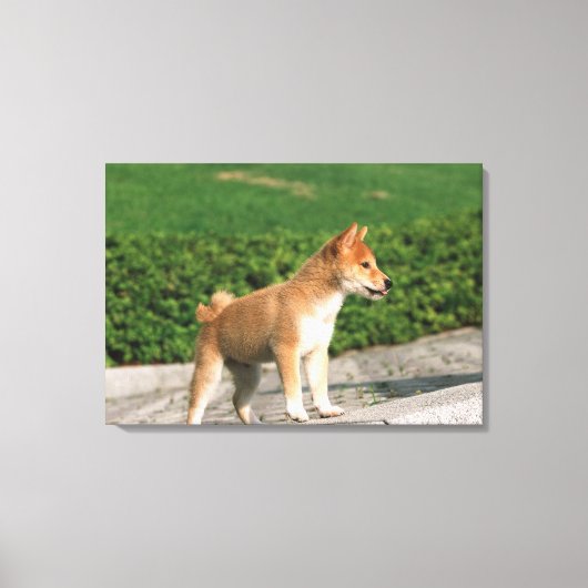 Japanse Midget Shiba 2 Canvas Afdruk (Voorkant)