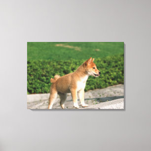 Japanse Midget Shiba 2 Canvas Afdruk